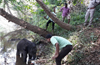 Abandoned baby elephant housed at Sakkarebailu camp